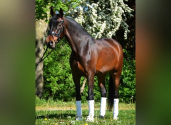 Hannoveraner, Stute, 7 Jahre, 169 cm, Brauner