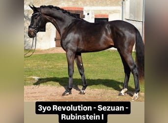Hannoveraner, Stute, 7 Jahre, 169 cm, Brauner