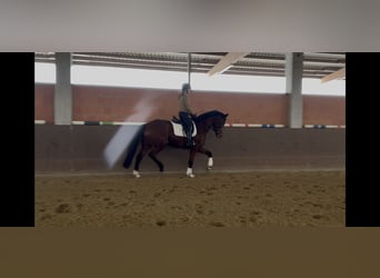 Hannoveraner, Stute, 7 Jahre, 169 cm, Brauner