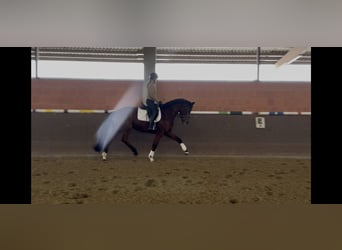 Hannoveraner, Stute, 7 Jahre, 169 cm, Brauner