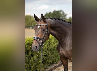 Hannoveraner, Stute, 7 Jahre, 169 cm, Dunkelbrauner