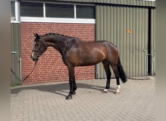 Hannoveraner, Stute, 7 Jahre, 169 cm, Dunkelbrauner