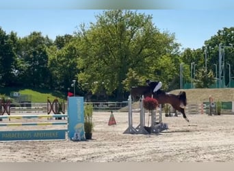 Hannoveraner, Stute, 7 Jahre, 169 cm, Dunkelbrauner