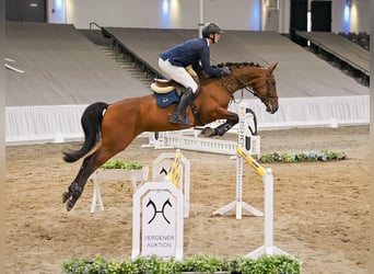 Hannoveraner, Stute, 7 Jahre, 169 cm, Dunkelbrauner