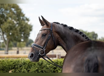 Hannoveraner, Stute, 7 Jahre, 169 cm, Dunkelbrauner