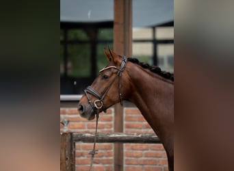 Hannoveraner, Stute, 7 Jahre, 169 cm, Dunkelfuchs
