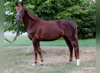 Hannoveraner, Stute, 7 Jahre, 169 cm, Fuchs