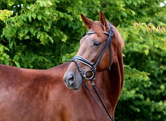 Hannoveraner, Stute, 7 Jahre, 169 cm, Fuchs