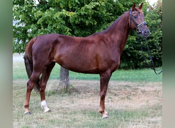 Hannoveraner, Stute, 7 Jahre, 169 cm, Fuchs