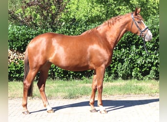 Hannoveraner, Stute, 7 Jahre, 169 cm, Fuchs