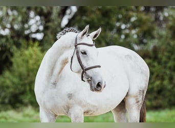 Hannoveraner, Stute, 7 Jahre, 169 cm, Schimmel