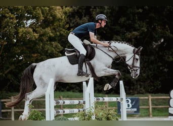 Hannoveraner, Stute, 7 Jahre, 169 cm, Schimmel