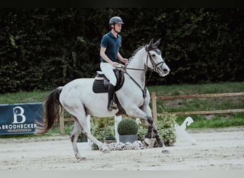 Hannoveraner, Stute, 7 Jahre, 169 cm, Schimmel