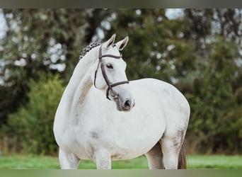 Hannoveraner, Stute, 7 Jahre, 169 cm, Schimmel