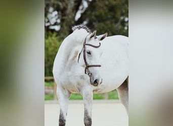 Hannoveraner, Stute, 7 Jahre, 169 cm, Schimmel