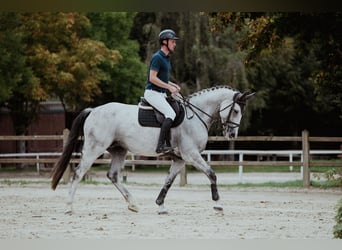 Hannoveraner, Stute, 7 Jahre, 169 cm, Schimmel