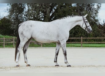 Hannoveraner, Stute, 7 Jahre, 169 cm, Schimmel