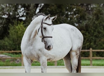 Hannoveraner, Stute, 7 Jahre, 169 cm, Schimmel