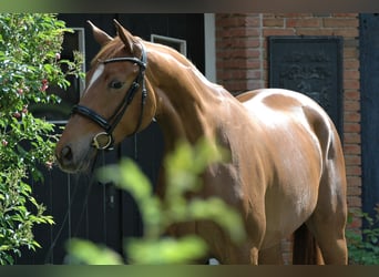 Hannoveraner, Stute, 7 Jahre, 169 cm