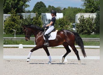 Hannoveraner, Stute, 7 Jahre, 170 cm, Brauner