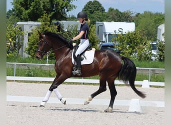 Hannoveraner, Stute, 7 Jahre, 170 cm, Brauner