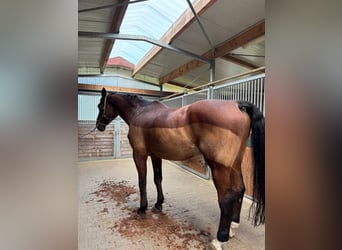 Hannoveraner, Stute, 7 Jahre, 170 cm, Hellbrauner