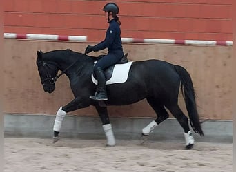 Hannoveraner, Stute, 7 Jahre, 170 cm, Rappe