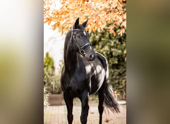 Hannoveraner, Stute, 7 Jahre, 170 cm, Rappe