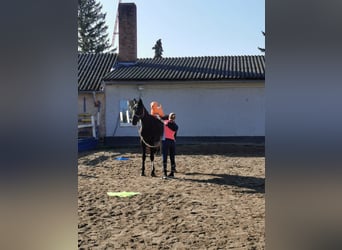 Hannoveraner, Stute, 7 Jahre, 170 cm, Rappe