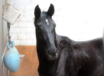 Hannoveraner, Stute, 7 Jahre, 170 cm, Rappe