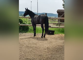 Hannoveraner, Stute, 7 Jahre, 170 cm, Rappe