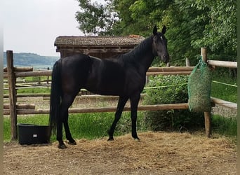 Hannoveraner, Stute, 7 Jahre, 170 cm, Rappe