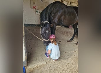 Hannoveraner, Stute, 7 Jahre, 170 cm, Rappe
