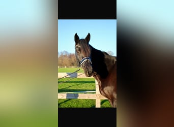 Hannoveraner, Stute, 7 Jahre, 170 cm, Rappe