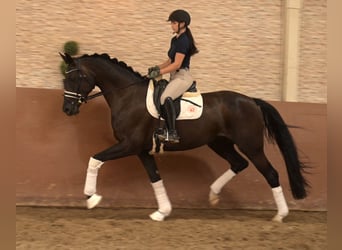 Hannoveraner, Stute, 7 Jahre, 170 cm, Schwarzbrauner