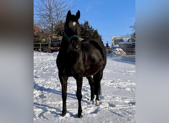 Hannoveraner, Stute, 7 Jahre, 170 cm, Schwarzbrauner