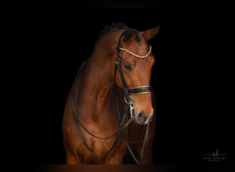 Hannoveraner, Stute, 7 Jahre, 171 cm