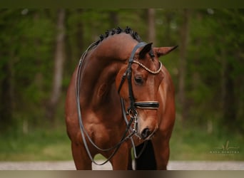 Hannoveraner, Stute, 7 Jahre, 171 cm