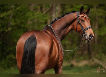 Hannoveraner, Stute, 7 Jahre, 171 cm
