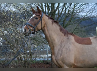 Hannoveraner, Stute, 7 Jahre, 171 cm, Dunkelfuchs