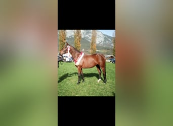 Hannoveraner, Stute, 7 Jahre, 172 cm, Brauner