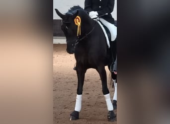 Hannoveraner, Stute, 7 Jahre, 172 cm