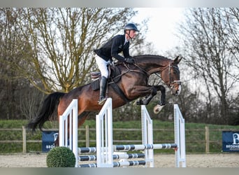 Hannoveraner, Stute, 7 Jahre, 172 cm, Dunkelbrauner