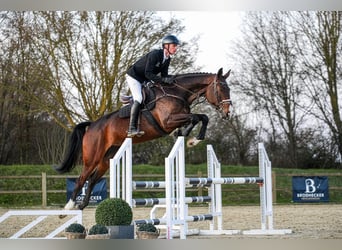 Hannoveraner, Stute, 7 Jahre, 172 cm, Dunkelbrauner