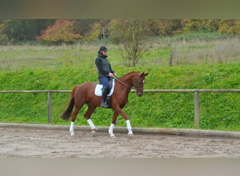 Hannoveraner, Stute, 7 Jahre, 172 cm, Fuchs