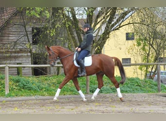 Hannoveraner, Stute, 7 Jahre, 172 cm, Fuchs