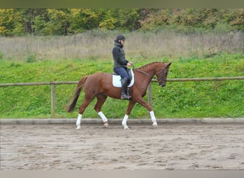 Hannoveraner, Stute, 7 Jahre, 172 cm, Fuchs