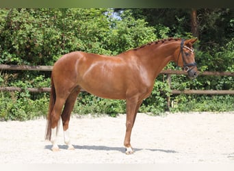 Hannoveraner, Stute, 7 Jahre, 172 cm, Fuchs