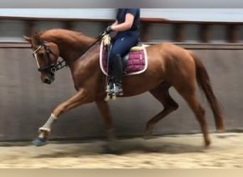 Hannoveraner, Stute, 7 Jahre, 172 cm, Fuchs