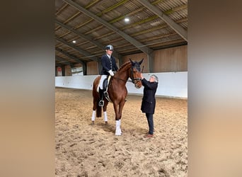 Hannoveraner, Stute, 7 Jahre, 172 cm, Fuchs